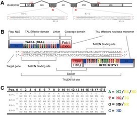 Highly Efficient and Specific Genome Editing in Silkworm Using Custom TALENs - PLOS One | TAL effector science | Scoop.it