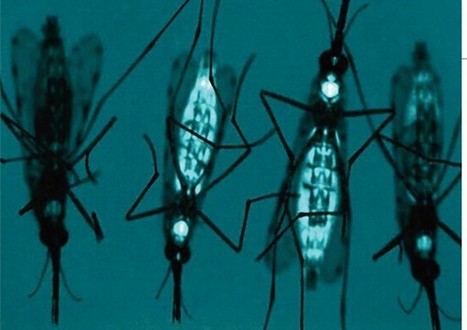 Anophèles génétiquement modifiés / Gene drive turns mosquitoes into malaria fighters | EntomoNews | Scoop.it