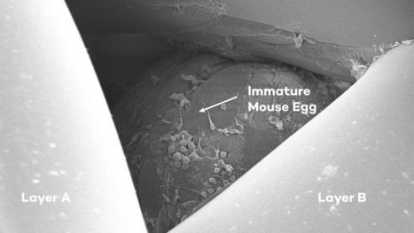 3D-printed ovaries restore fertility in mice | Amazing Science | Scoop.it