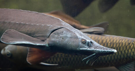 JAPON : des esturgeons mâles sont transformés en femelles pour booster la production de caviar | ASIES | Scoop.it