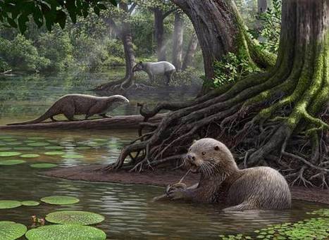 Tutkijat löysivät Kiinasta suden kokoisen jättiläissaukon fossiilin | 1Uutiset - Lukemisen tähden | Scoop.it