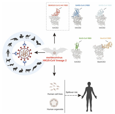 Bat-Infecting Merbecovirus HKU5-CoV Lineage 2 Can Use Human ACE2 as a Cell Entry Receptor | Virus World | Scoop.it