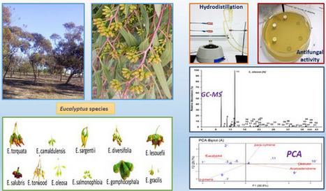ICP Science - Chemical Profiles and Antifungal Potential of Essential Oils Extracted From the Flower Buds of Eleven Eucalyptus Species | Infos Lab' septembre 2025 | Scoop.it