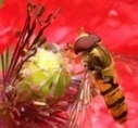 Histoires d'insectes par Joël Tribhout - Vonews Toute l’actualité du Val d’Oise | Variétés entomologiques | Scoop.it
