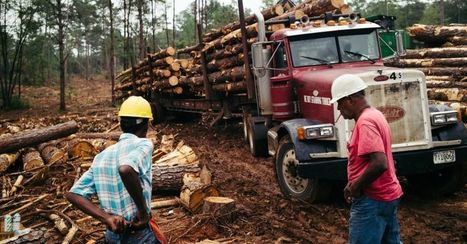 Man Who Steered Timber Subsidy Program Calls It His Biggest Regret | Timberland Investment | Scoop.it