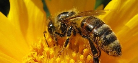 Le syndrome d'effondrement des colonies est une supercherie : ce sont les pesticides qui provoquent une hécatombe chez les abeilles [anglais] | EntomoNews | Scoop.it