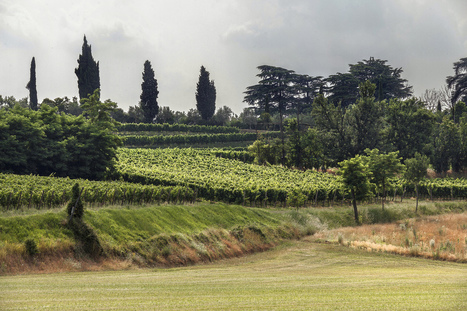 Exploring Italian Sparkling Wine: Franciacorta - Vino in Love | Good Things From Italy - Le Cose Buone d'Italia | Scoop.it