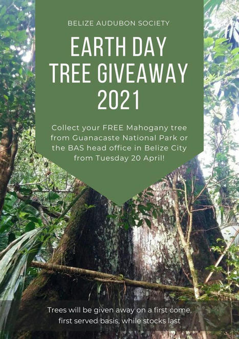 Earth Day Tree Giveaway 2021 | Cayo Scoop!  The Ecology of Cayo Culture | Scoop.it