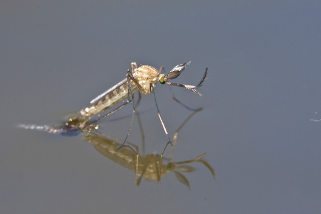 Les animaux et les plantes citadines font l&rsquo;objet de nombreuses micro&eacute;volutions pour s&rsquo;adapter au milieu urbain | EntomoScience | Scoop.it