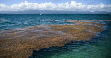 A giant seaweed blob is washing up on Florida shores. What is sargassum? - CBS News | Coastal Restoration | Scoop.it