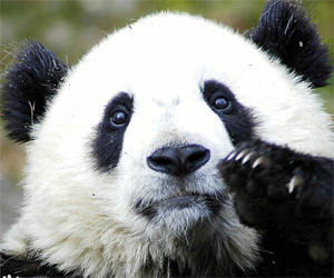 What Panda, Penguin and Social Media Really Mean for Brands | Google Penalty World | Scoop.it