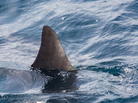 Brave Fisherman Rescues Great White Shark At South Bay Beach: Video | Soggy Science | Scoop.it