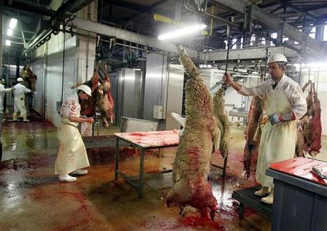 Grenoble (38) : l'abattoir du Fontanil en péril | La Gazette des abattoirs | Scoop.it