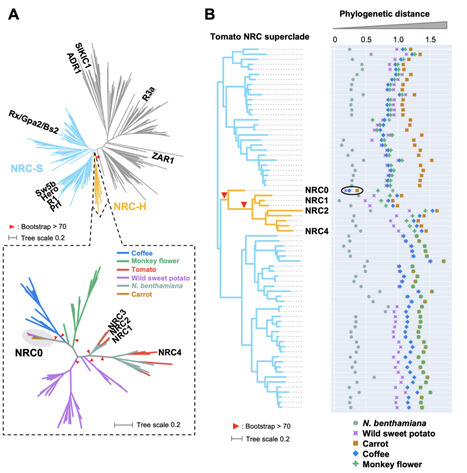 bioRxiv: The NRC0 gene cluster of sensor and helper NLR immune receptors is functionally conserved across asterid plants (2023) | Publications | Scoop.it