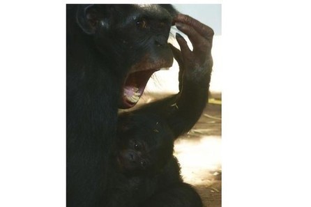 Study finds empathy depends on relationships not species | Empathy and Animals | Scoop.it