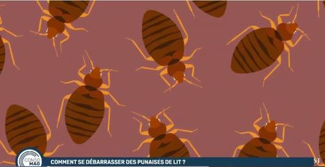 Comment se d&eacute;barrasser des punaises de lit ? avec l'UFC-Que Choisir | Vari&eacute;t&eacute;s entomologiques | Scoop.it
