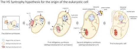 En quête de l’origine symbiotique des eucaryotes | Life Sciences Université Paris-Saclay | Scoop.it
