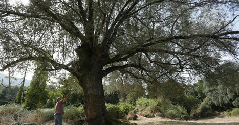 La récolte des olives à l'ancienne en CORSE inscrite au patrimoine culturel immatériel | CIHEAM Press Review | Scoop.it