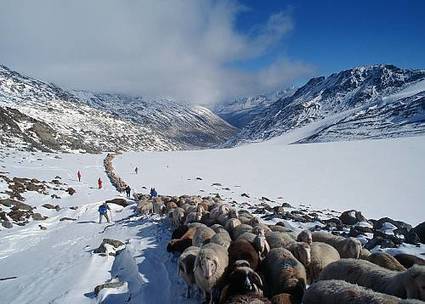 UNESCO : la transhumance en Méditerranée et dans les Alpes inscrite au patrimoine culturel immatériel de l'humanité | Vallées d'Aure & Louron - Pyrénées | Scoop.it