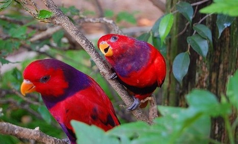 Jenis Tips Merawat Serta Harga Burung Nuri