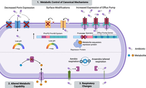 Impact of Host and Bacterial Metabolism on Antibiotic Susceptibility | acs | RMH | Scoop.it