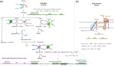 Metabolic Segregation and Functional Gene Clusters in Anaerobic Digestion Consortia | emb | RMH | Scoop.it