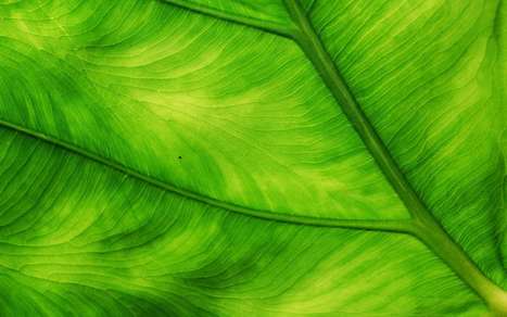 Science d&eacute;cal&eacute;e : pour retrouver un cadavre, suivez la couleur des feuilles ! | SCIENCES DU VEGETAL | Scoop.it