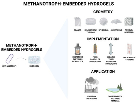 Methanotroph-embedded hydrogels as platforms for methane removal | Cin | RMH | Scoop.it