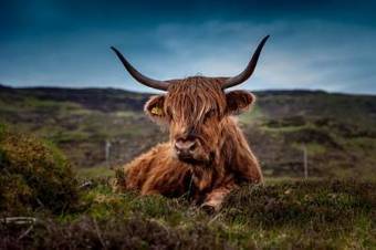 Scotland Announces Total Ban on GM Crops | Health Supreme | Scoop.it