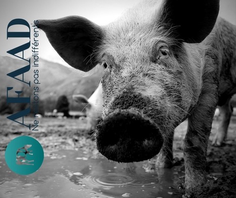 Abattoirs et conditions d'abattage : l'AFAAD interpelle les candidats à la présidentielle - AFAAD | La Gazette des abattoirs | Scoop.it