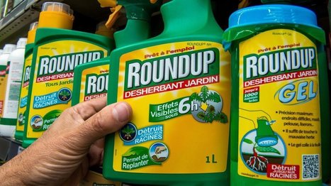 Un document interne de #Monsanto établit un lien entre #glyphosate et #cancer #santé #herbicides #agroalimentaire | Infos en français | Scoop.it