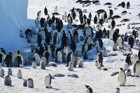 Emperor Penguin Now 'Endangered' Due to Climate Change | Coastal Restoration | Scoop.it