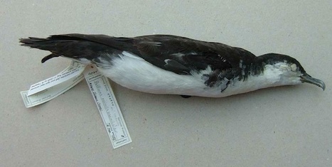 First New species of U.S. Bird in 37 Years has been dead for 44 years... | No Such Thing As The News | Scoop.it