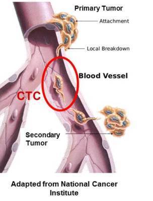 Roundup: Circulating Tumor Cell Tech Review Papers &laquo; CTC ... | from Flow Cytometry to Cytomics | Scoop.it