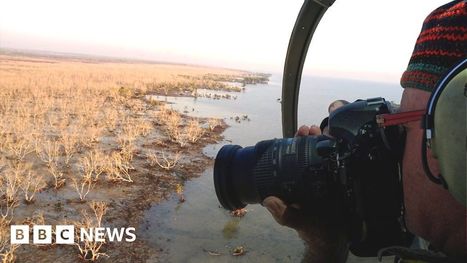 Mangrove forests: How 40 million Australian trees died of thirst | Stage 6 HSC Geography ( Current syllabus) | Scoop.it