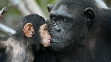 Animal Ethics and Entangled Empathy - A Spotlight on Lori Gruen, PhD | Empathy and Animals | Scoop.it