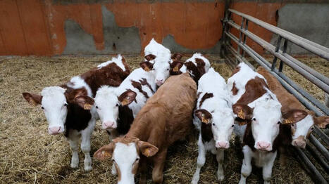 Des leviers pour réduire l’empreinte carbone de la filière lait - Ouest France [Abonnés] | Agriculture en Pays de la Loire | Scoop.it