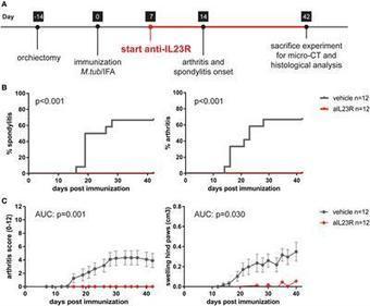 Frontiers | The Initiation, but Not the Persistence, of Experimental Spondyloarthritis Is Dependent on Interleukin-23 Signaling | Immunology | Rheumatology-Rhumatologie | Scoop.it