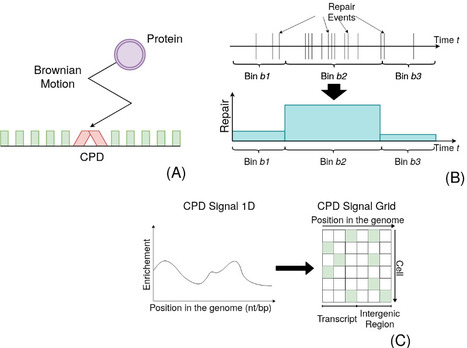 A quantitative modelling approach for DNA repair on a population scale | I2BC Paris-Saclay | Scoop.it