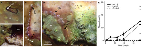 Breakdown of microbial networks links nutrient stress and reef coral disease | Ncm | RMH | Scoop.it