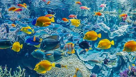 Le Colloque national de la décennie pour les sciences océaniques 2024 | Biodiversité | Scoop.it