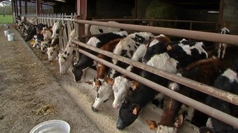 Nantes : adoptez une vache et aidez de jeunes agriculteurs à s'installer - France 3 Pays de la Loire | Lait de Normandie... et d'ailleurs | Scoop.it