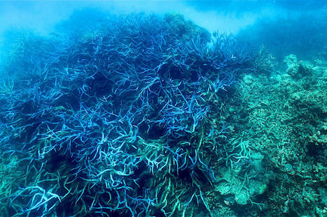 Great Barrier Reef Experiences ‘Widespread’ Bleaching - EcoWatch.com | Agents of Behemoth | Scoop.it