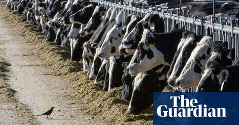 Top UK food firms urged to do more to cut ‘staggering’ emissions | Food | The Guardian | Microeconomics: IB Economics | Scoop.it
