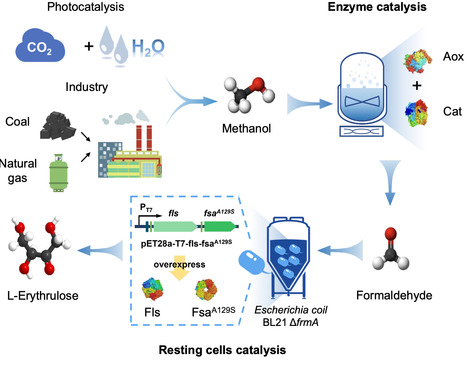 Process-integrated engineered resting cells for biocatalytic production of rare natural sugars from sole methanol molecules | Ncm | RMH | Scoop.it