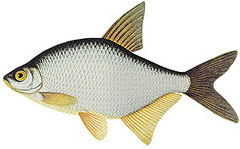 Yleisimmät kalalajit | 1Uutiset - Lukemisen tähden | Scoop.it