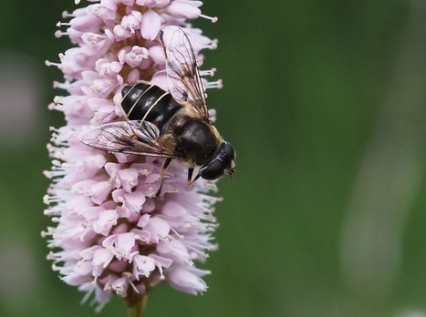 Réponse de la Commission européenne à la pétition pour la protection des pollinisateurs (cette pétition a été signée par au moins 1 million d’européens) | EntomoNews | Scoop.it