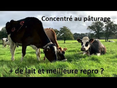 Faut-il complémenter les vaches laitières au pâturage ? | Actualités de l'élevage | Scoop.it