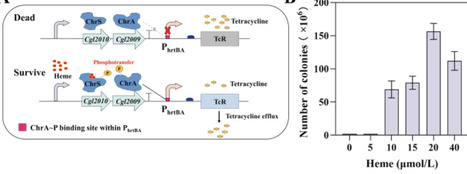 Directed evolution of heme biosynthetic enzymes enabled by a growth-coupled heme biosensor in Corynebacterium glutamicum | ssb | RMH | Scoop.it