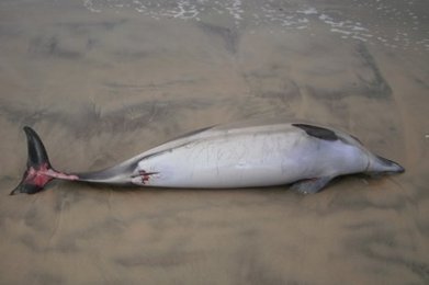 Landes : 44 dauphins retrouvés morts en dix jours | KILUVU | Scoop.it